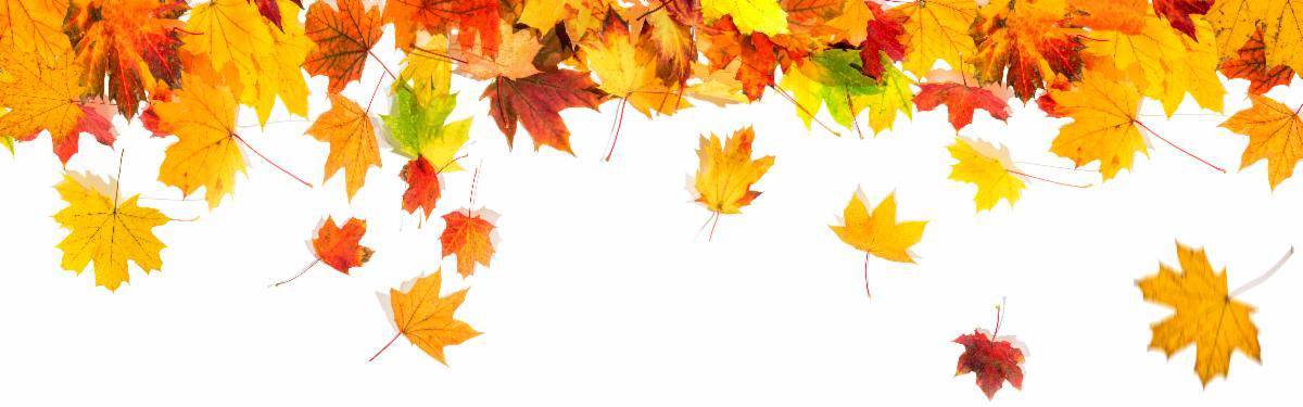 Fall - Senior Housing Consultants